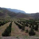 Türkmenistan Fotosuratlary 24