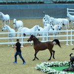 Hormatly Prezidentimiz Gurbanguly Berdimuhamedow Dohanyň “Al Şakab” Atçylyk Sport Toplumyna Baryp Gördi