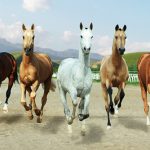 Katar Türkmen Bedewiniň Baýramçylygynyň Çäklerinde Geçirilýän At Çapyşyklaryň Sylag Gaznasyny Döretmäge Gatnaşmaga Taýýardygyny Beýan Etdi