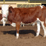 Ýokary Tehnologiýalar Agrosenagat Toplumynyň Maldarçylyk Ulgamynyň Netijelilignini Üpjün Edýär