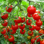 Döwrebap Ýyladyş Toplumlarynyň Döredilmegi Daşary Ýurtlardan Getirilýän Harytlary Ýurdumyzda Öndürmek Strategiýasynyň Durmuşa Geçirilmegidir