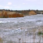 Türkmen Kölüniň Daşoguz Golunyň Kenarynda Mekan Tutýan Dürli Görnüşli Guşlaryň Sany Artýar