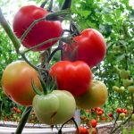 Daşoguz Welaýatynyň Hususy Ýyladyşhana Hojalyklary Önümleriň Eksportuny Artdyrýarlar