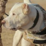 «Türkmen Alabaý» Merkezi açyldy