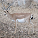 Sebitiň Çöllük Ekologik Ulgamy ÝuNESKO-nyň Bütindünýä Mirasynyň Sanawyna Girizilmäge Hödürlenilýär