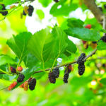 Daşoguz Welaýaty: Tut Agaçlarynyň Meýdany Giňeldilýär we Döwrebap Oba Mekdebi Gurulýar