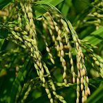 Daşoguz Welaýatynyň Ekarançylary Şaly Ekişine Girişdiler