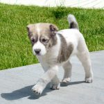 Hormatly Prezidentimiz Gurbanguly Berdimuhamedowyň Başlangyjy Bilen Milli Itşynaslygyň Döwrebap Düzümi Döredilýär