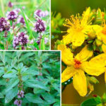 Köýtendagyň Melhemleri